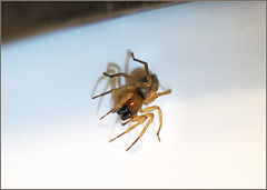 Guest in the sink