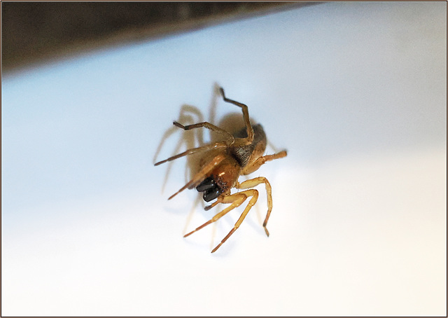 Guest in the sink