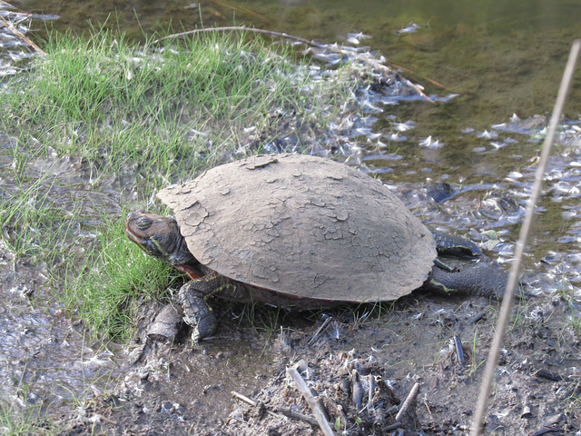 Snapping turtle