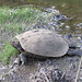 Snapping turtle