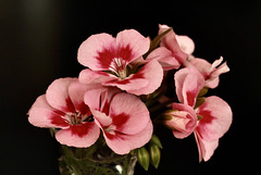 Our Kitchen Geranium.