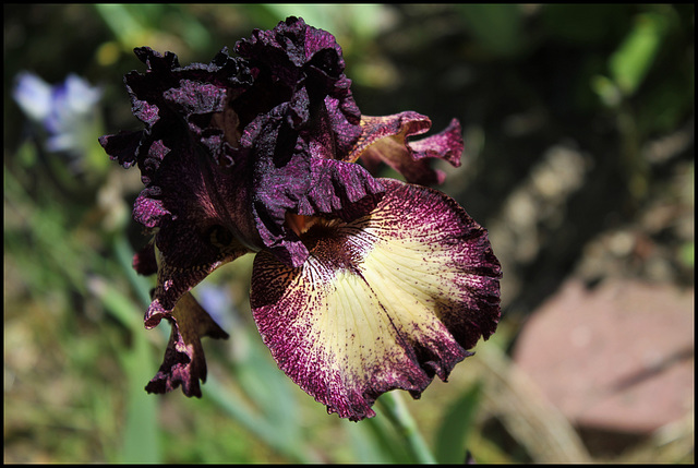 Iris Epicenter (3)