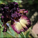 Iris Epicenter (3)