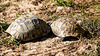 20150911 8878VRAw [D~HF] Griechische Landschildkröte (Testudo hermanni), Tierpark, Herford