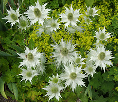 Miss Willmott's Ghost and Lady's Mantle