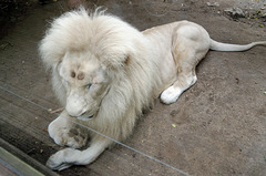 Lion blanc