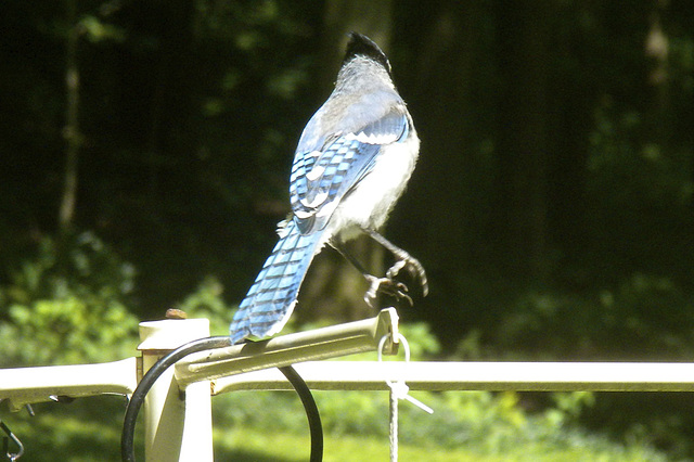 Blue Jays