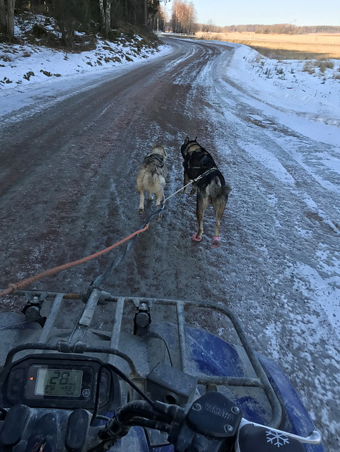 running the huskies