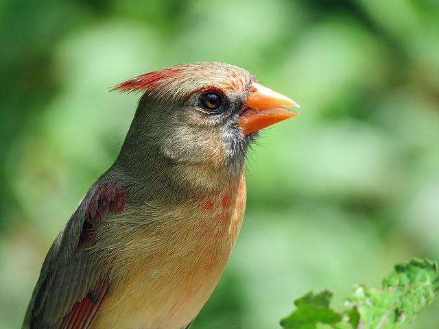 Day 6, Northern Cardinal female / Cardinalis cardinalis Day 6, Northern Cardinal female / Cardinalis cardinalis
