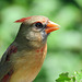 Day 6, Northern Cardinal female / Cardinalis cardinalis