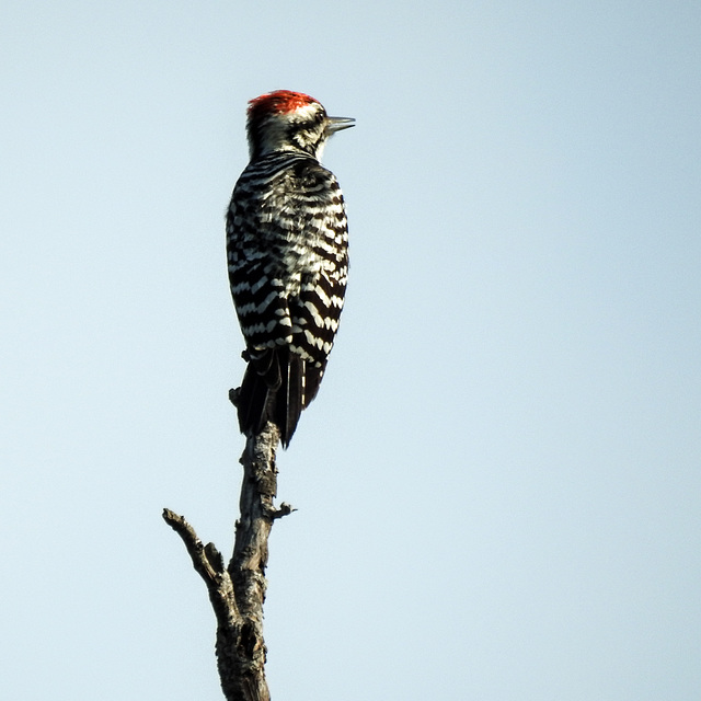 Day 7, Ladder-backed Woodpecker / Dryobates scalaris