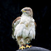 Cheshire falconry (13)