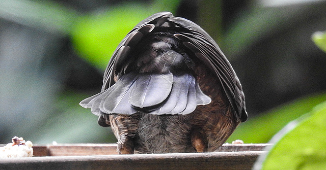 20190802 5409CPw [D~LIP] Amsel [JV],  Bad Salzuflen