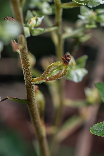 Ponthieva racemosa (Shadow-witch orchid)