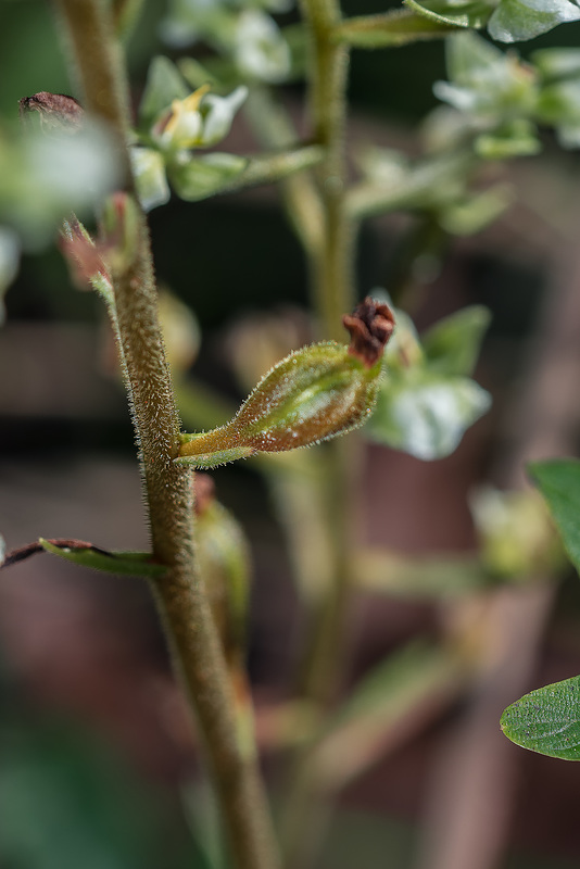Ponthieva racemosa (Shadow-witch orchid)