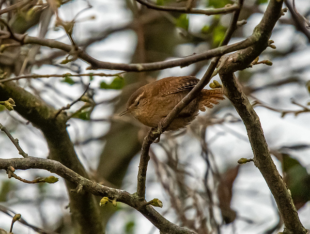 Wren