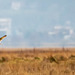 The short eared owl was still flying behind this photographer.