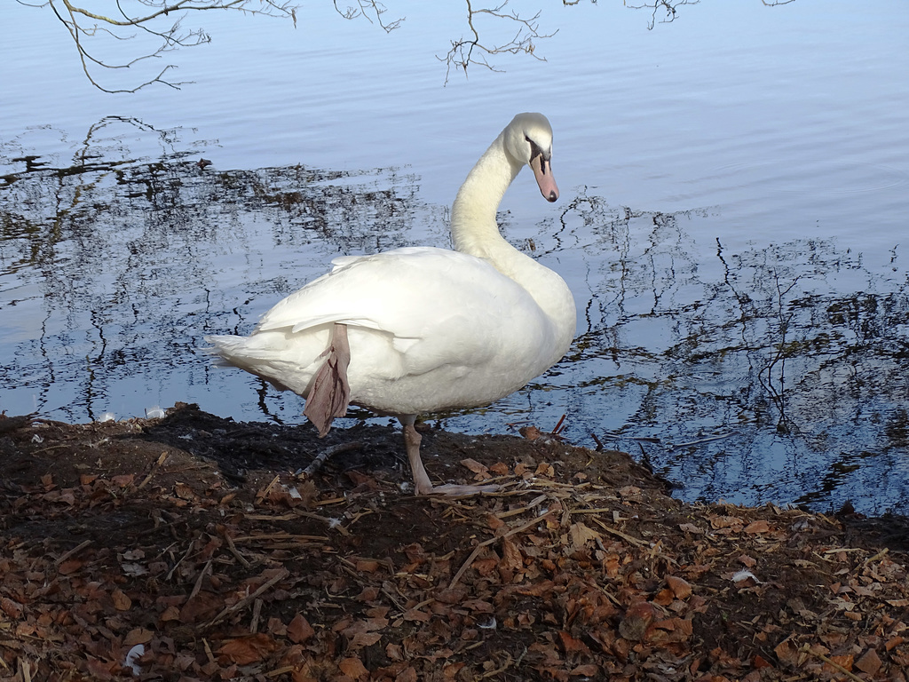 A Young Swan Preening.