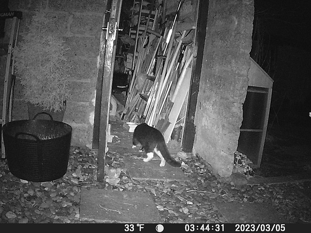 gct[1] - cat 'C' arrives