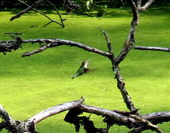 Female hummingbird hunting for insects.