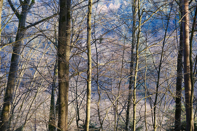 Vorfrühling