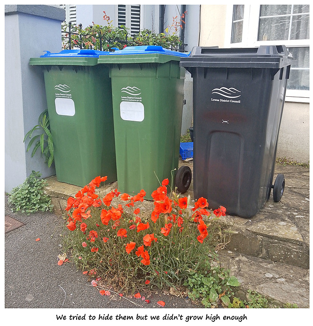 Bins hiding behind poppies