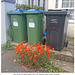 Bins hiding behind poppies