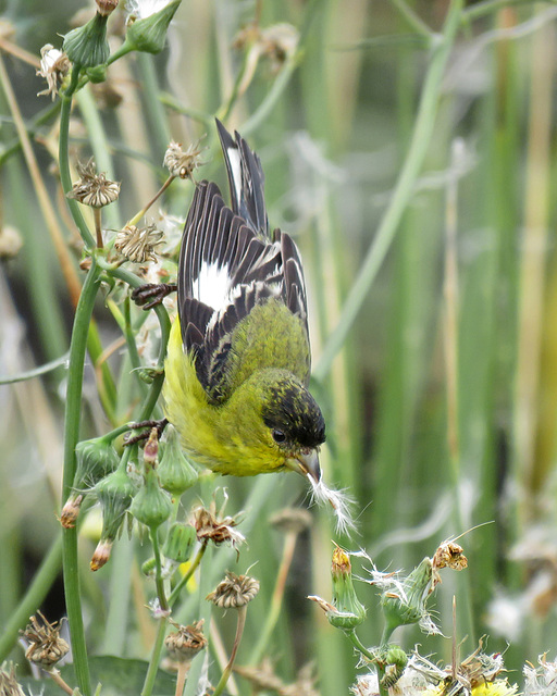 Lesser Goldfinch (Male - Western Form)