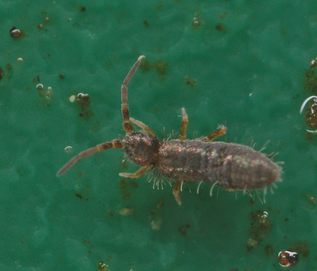 EF7A1543springtail