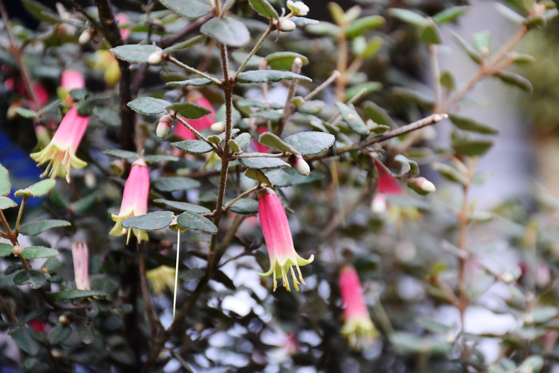 Correa Backhouseana