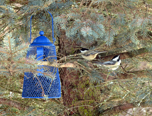 Two chickadees at our feeder