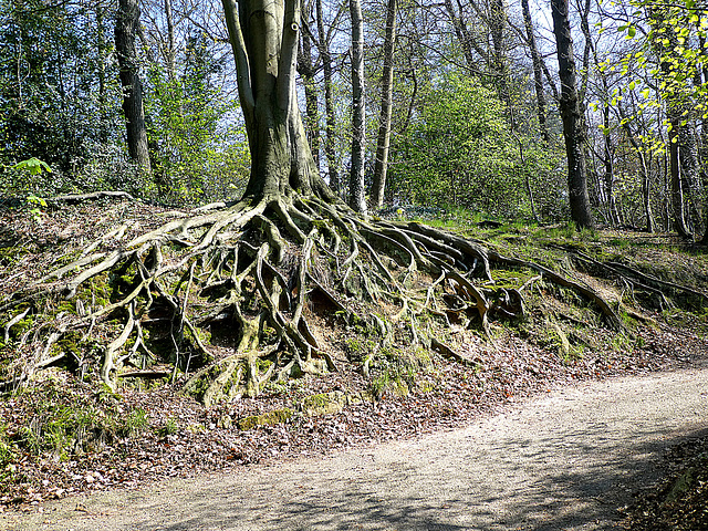 Mangrove in Z-Limburg ?