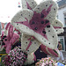 Bloemencorso Float