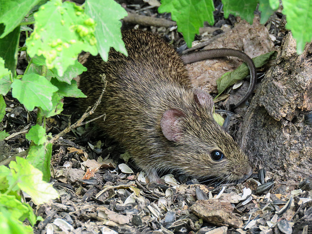 Day 6, Hispid Cotton Rat