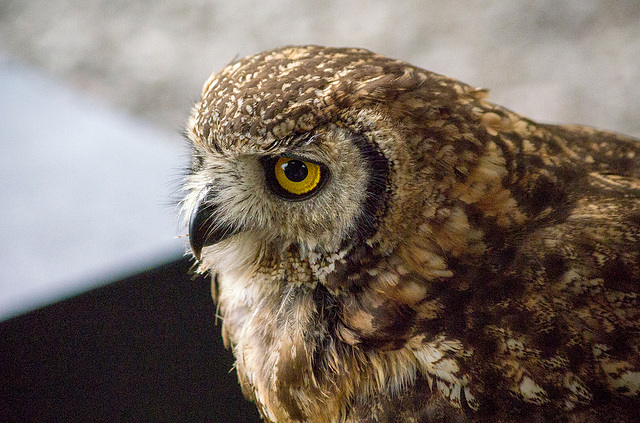 Cheshire falconry (14)