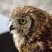 Cheshire falconry (14)