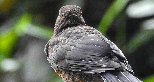 20190802 5411CPw [D~LIP] Amsel [JV],  Bad Salzuflen