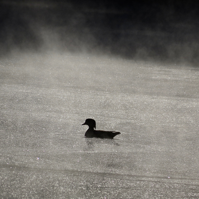 Wood duck