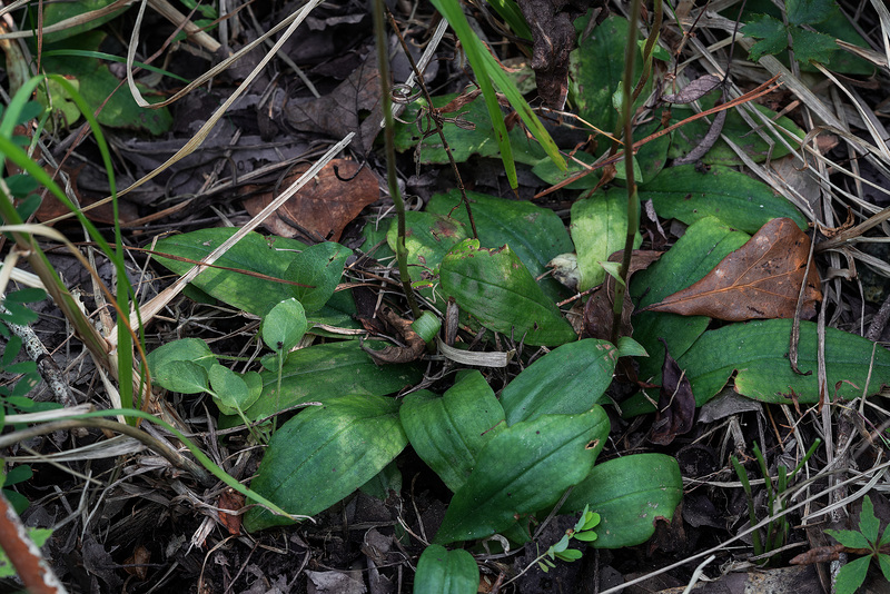 Ponthieva racemosa (Shadow-witch orchid)