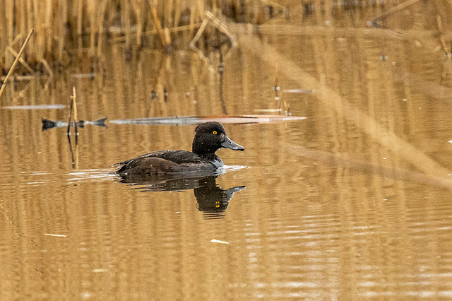 Tufted duck