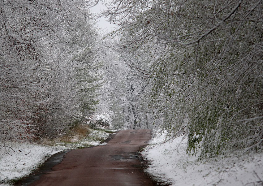 foret de compiegne ce matin ......vive le printemps !!