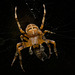 European garden spider, diadem spider