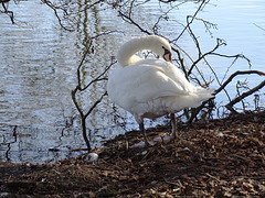 Young swan 2