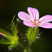 Der Stinkender Storchschnabel, Ruprechtskraut (Geranium robertianum) zeigst sich auch sehr schön :)) The stinking cranesbill, Rupert's herb (Geranium robertianum) also looks very beautiful :))  Le géranium puant, Ruprechtskraut (Geranium robertianu