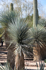 Yucca plants