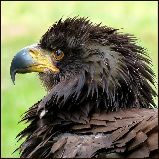 Eagle