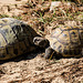20150911 8880VRAw [D~HF] Griechische Landschildkröte (Testudo hermanni), Tierpark, Herford