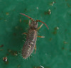 EF7A1544springtail