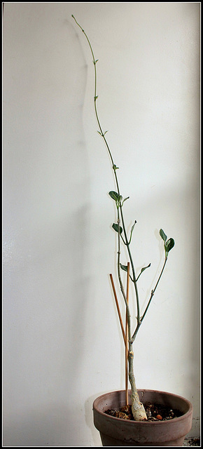 Fockea  multiflora(2)