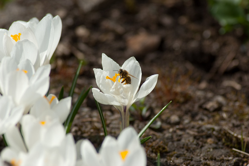 Frühling